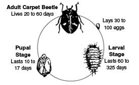The life cycle of a carpet beetle
